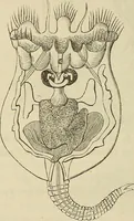 An illustration from Mikroskopische Bilder : Naturansichten aus dem kleinsten Raume ; ein Gemälde des Mikrokosmus in seinen Gestalten und Gesetzen (1853)