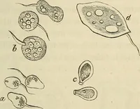 An illustration from Mikroskopische Bilder : Naturansichten aus dem kleinsten Raume ; ein Gemälde des Mikrokosmus in seinen Gestalten und Gesetzen (1853)