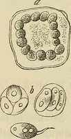 Picture 151 of 209 from Mikroskopische Bilder : Naturansichten aus dem kleinsten Raume ; ein Gemälde des Mikrokosmus in seinen Gestalten und Gesetzen (1853), leaf 399