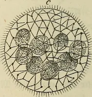An illustration from Mikroskopische Bilder : Naturansichten aus dem kleinsten Raume ; ein Gemälde des Mikrokosmus in seinen Gestalten und Gesetzen (1853)