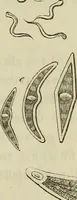 An illustration from Mikroskopische Bilder : Naturansichten aus dem kleinsten Raume ; ein Gemälde des Mikrokosmus in seinen Gestalten und Gesetzen (1853)