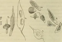 Picture 154 of 209 from Mikroskopische Bilder : Naturansichten aus dem kleinsten Raume ; ein Gemälde des Mikrokosmus in seinen Gestalten und Gesetzen (1853), leaf 401