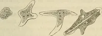 Picture 155 of 209 from Mikroskopische Bilder : Naturansichten aus dem kleinsten Raume ; ein Gemälde des Mikrokosmus in seinen Gestalten und Gesetzen (1853), leaf 402