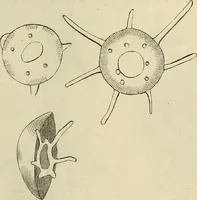 Picture 156 of 209 from Mikroskopische Bilder : Naturansichten aus dem kleinsten Raume ; ein Gemälde des Mikrokosmus in seinen Gestalten und Gesetzen (1853), leaf 402