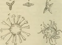 Picture 157 of 209 from Mikroskopische Bilder : Naturansichten aus dem kleinsten Raume ; ein Gemälde des Mikrokosmus in seinen Gestalten und Gesetzen (1853), leaf 403