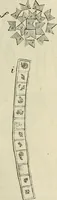 An illustration from Mikroskopische Bilder : Naturansichten aus dem kleinsten Raume ; ein Gemälde des Mikrokosmus in seinen Gestalten und Gesetzen (1853)