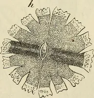 An illustration from Mikroskopische Bilder : Naturansichten aus dem kleinsten Raume ; ein Gemälde des Mikrokosmus in seinen Gestalten und Gesetzen (1853)