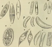 Picture 160 of 209 from Mikroskopische Bilder : Naturansichten aus dem kleinsten Raume ; ein Gemälde des Mikrokosmus in seinen Gestalten und Gesetzen (1853), leaf 405
