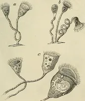 Picture 163 of 209 from Mikroskopische Bilder : Naturansichten aus dem kleinsten Raume ; ein Gemälde des Mikrokosmus in seinen Gestalten und Gesetzen (1853), leaf 408