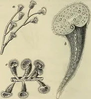 Picture 164 of 209 from Mikroskopische Bilder : Naturansichten aus dem kleinsten Raume ; ein Gemälde des Mikrokosmus in seinen Gestalten und Gesetzen (1853), leaf 409
