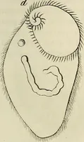 An illustration from Mikroskopische Bilder : Naturansichten aus dem kleinsten Raume ; ein Gemälde des Mikrokosmus in seinen Gestalten und Gesetzen (1853)