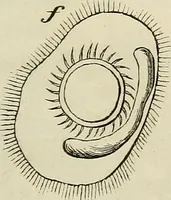 Picture 166 of 209 from Mikroskopische Bilder : Naturansichten aus dem kleinsten Raume ; ein Gemälde des Mikrokosmus in seinen Gestalten und Gesetzen (1853), leaf 410