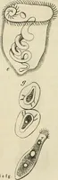 Picture 167 of 209 from Mikroskopische Bilder : Naturansichten aus dem kleinsten Raume ; ein Gemälde des Mikrokosmus in seinen Gestalten und Gesetzen (1853), leaf 410