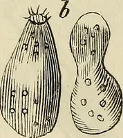 Picture 168 of 209 from Mikroskopische Bilder : Naturansichten aus dem kleinsten Raume ; ein Gemälde des Mikrokosmus in seinen Gestalten und Gesetzen (1853), leaf 411