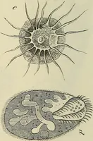Picture 169 of 209 from Mikroskopische Bilder : Naturansichten aus dem kleinsten Raume ; ein Gemälde des Mikrokosmus in seinen Gestalten und Gesetzen (1853), leaf 411
