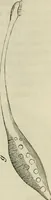 Picture 170 of 209 from Mikroskopische Bilder : Naturansichten aus dem kleinsten Raume ; ein Gemälde des Mikrokosmus in seinen Gestalten und Gesetzen (1853), leaf 412