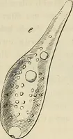 Picture 171 of 209 from Mikroskopische Bilder : Naturansichten aus dem kleinsten Raume ; ein Gemälde des Mikrokosmus in seinen Gestalten und Gesetzen (1853), leaf 412