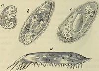 Picture 172 of 209 from Mikroskopische Bilder : Naturansichten aus dem kleinsten Raume ; ein Gemälde des Mikrokosmus in seinen Gestalten und Gesetzen (1853), leaf 413
