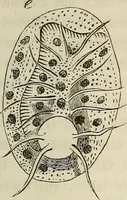 Picture 173 of 209 from Mikroskopische Bilder : Naturansichten aus dem kleinsten Raume ; ein Gemälde des Mikrokosmus in seinen Gestalten und Gesetzen (1853), leaf 414