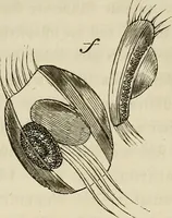 Picture 174 of 209 from Mikroskopische Bilder : Naturansichten aus dem kleinsten Raume ; ein Gemälde des Mikrokosmus in seinen Gestalten und Gesetzen (1853), leaf 414