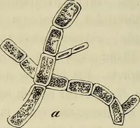 Picture 175 of 209 from Mikroskopische Bilder : Naturansichten aus dem kleinsten Raume ; ein Gemälde des Mikrokosmus in seinen Gestalten und Gesetzen (1853), leaf 417