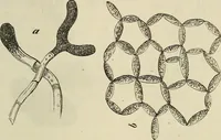 Picture 176 of 209 from Mikroskopische Bilder : Naturansichten aus dem kleinsten Raume ; ein Gemälde des Mikrokosmus in seinen Gestalten und Gesetzen (1853), leaf 418
