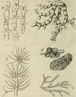 Picture 177 of 209 from Mikroskopische Bilder : Naturansichten aus dem kleinsten Raume ; ein Gemälde des Mikrokosmus in seinen Gestalten und Gesetzen (1853), leaf 419