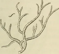 An illustration from Mikroskopische Bilder : Naturansichten aus dem kleinsten Raume ; ein Gemälde des Mikrokosmus in seinen Gestalten und Gesetzen (1853)