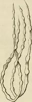 Picture 179 of 209 from Mikroskopische Bilder : Naturansichten aus dem kleinsten Raume ; ein Gemälde des Mikrokosmus in seinen Gestalten und Gesetzen (1853), leaf 420