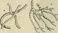 An illustration from Mikroskopische Bilder : Naturansichten aus dem kleinsten Raume ; ein Gemälde des Mikrokosmus in seinen Gestalten und Gesetzen (1853)
