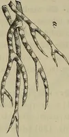 Picture 181 of 209 from Mikroskopische Bilder : Naturansichten aus dem kleinsten Raume ; ein Gemälde des Mikrokosmus in seinen Gestalten und Gesetzen (1853), leaf 423