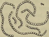 Picture 182 of 209 from Mikroskopische Bilder : Naturansichten aus dem kleinsten Raume ; ein Gemälde des Mikrokosmus in seinen Gestalten und Gesetzen (1853), leaf 423