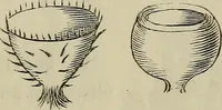 Picture 184 of 209 from Mikroskopische Bilder : Naturansichten aus dem kleinsten Raume ; ein Gemälde des Mikrokosmus in seinen Gestalten und Gesetzen (1853), leaf 424