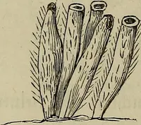Picture 186 of 209 from Mikroskopische Bilder : Naturansichten aus dem kleinsten Raume ; ein Gemälde des Mikrokosmus in seinen Gestalten und Gesetzen (1853), leaf 425