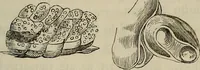 An illustration from Mikroskopische Bilder : Naturansichten aus dem kleinsten Raume ; ein Gemälde des Mikrokosmus in seinen Gestalten und Gesetzen (1853)