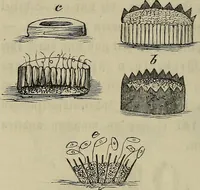 Picture 188 of 209 from Mikroskopische Bilder : Naturansichten aus dem kleinsten Raume ; ein Gemälde des Mikrokosmus in seinen Gestalten und Gesetzen (1853), leaf 427