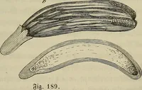 An illustration from Mikroskopische Bilder : Naturansichten aus dem kleinsten Raume ; ein Gemälde des Mikrokosmus in seinen Gestalten und Gesetzen (1853)