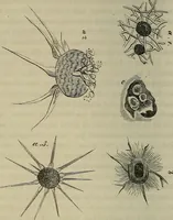 Picture 190 of 209 from Mikroskopische Bilder : Naturansichten aus dem kleinsten Raume ; ein Gemälde des Mikrokosmus in seinen Gestalten und Gesetzen (1853), leaf 431