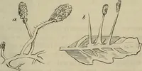 Picture 191 of 209 from Mikroskopische Bilder : Naturansichten aus dem kleinsten Raume ; ein Gemälde des Mikrokosmus in seinen Gestalten und Gesetzen (1853), leaf 432