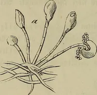 Picture 192 of 209 from Mikroskopische Bilder : Naturansichten aus dem kleinsten Raume ; ein Gemälde des Mikrokosmus in seinen Gestalten und Gesetzen (1853), leaf 433