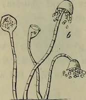 Picture 193 of 209 from Mikroskopische Bilder : Naturansichten aus dem kleinsten Raume ; ein Gemälde des Mikrokosmus in seinen Gestalten und Gesetzen (1853), leaf 433