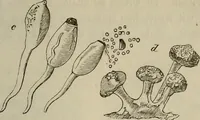 Picture 194 of 209 from Mikroskopische Bilder : Naturansichten aus dem kleinsten Raume ; ein Gemälde des Mikrokosmus in seinen Gestalten und Gesetzen (1853), leaf 434