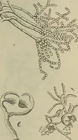 Picture 195 of 209 from Mikroskopische Bilder : Naturansichten aus dem kleinsten Raume ; ein Gemälde des Mikrokosmus in seinen Gestalten und Gesetzen (1853), leaf 434