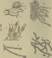 Picture 196 of 209 from Mikroskopische Bilder : Naturansichten aus dem kleinsten Raume ; ein Gemälde des Mikrokosmus in seinen Gestalten und Gesetzen (1853), leaf 435