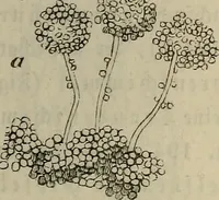 Picture 197 of 209 from Mikroskopische Bilder : Naturansichten aus dem kleinsten Raume ; ein Gemälde des Mikrokosmus in seinen Gestalten und Gesetzen (1853), leaf 436