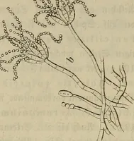 Picture 198 of 209 from Mikroskopische Bilder : Naturansichten aus dem kleinsten Raume ; ein Gemälde des Mikrokosmus in seinen Gestalten und Gesetzen (1853), leaf 436