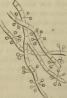 Picture 200 of 209 from Mikroskopische Bilder : Naturansichten aus dem kleinsten Raume ; ein Gemälde des Mikrokosmus in seinen Gestalten und Gesetzen (1853), leaf 436