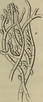 An illustration from Mikroskopische Bilder : Naturansichten aus dem kleinsten Raume ; ein Gemälde des Mikrokosmus in seinen Gestalten und Gesetzen (1853)