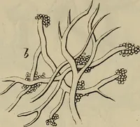 An illustration from Mikroskopische Bilder : Naturansichten aus dem kleinsten Raume ; ein Gemälde des Mikrokosmus in seinen Gestalten und Gesetzen (1853)
