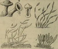 Picture 203 of 209 from Mikroskopische Bilder : Naturansichten aus dem kleinsten Raume ; ein Gemälde des Mikrokosmus in seinen Gestalten und Gesetzen (1853), leaf 439